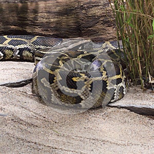 Burmese Python