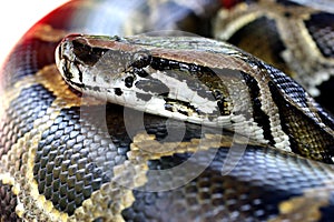 Burmese Python photo