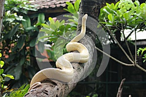 Burmese python Albino