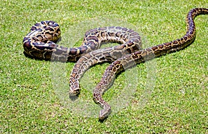 Burmese python background. Two pythons on grass