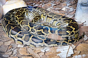 Burmese Python
