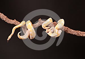 Burmese python entwined