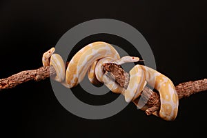 Burmese python entwined