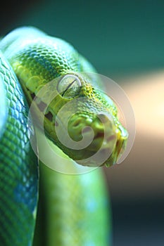 Burmese Python: Focus photo