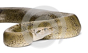 Burmese Python in front of a white background