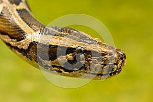 Burmese Python headshot