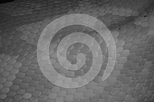 Burmese python looking out at the world