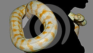 Albino Burmese python