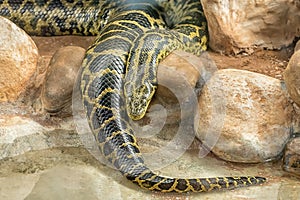 Burmese python, one of the largest species of snakes