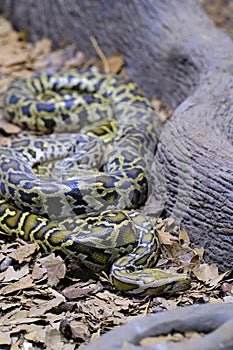 A Burmese python. One of the largest species of snakes.