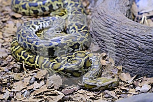 A Burmese python. One of the largest species of snakes.