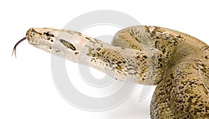 Burmese Python - Py... molurus bivittatus - grani