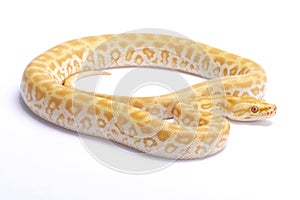 Burmese python,Python bivittatus,labyrint albino