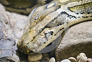 Burmese python Python bivittatus