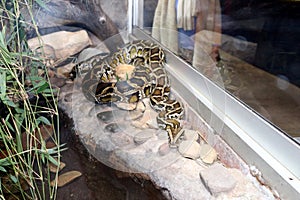 Burmese python (Python bivittatus) resting among rocks in a zoo : (pix Sanjiv Shukla)