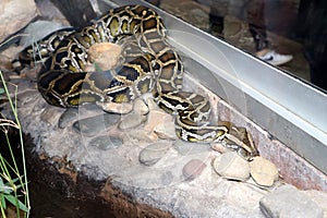 Burmese python (Python bivittatus) resting among rocks in a zoo : (pix Sanjiv Shukla)