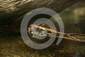 Burmese python Python bivittatus snake