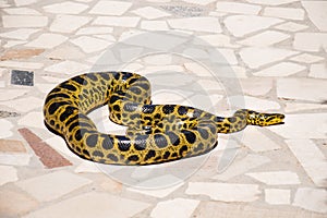 Burmese Python,Python bivittatus on stone background