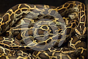 Burmese python (Python bivittatus).