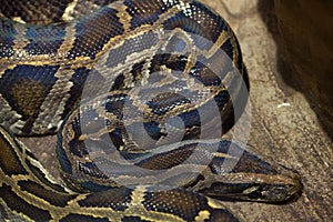 Burmese python (Python bivittatus).