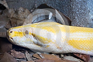 Burmese python (python molorus bivittatus)