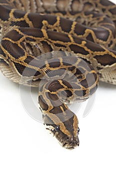 Burmese Python, Python molurus bivittatus,