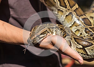 Burmese python,python molurus, python bivittatus.