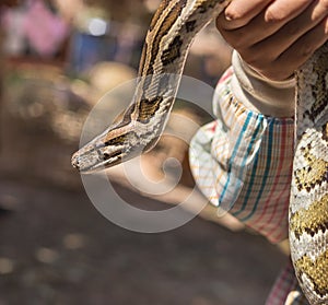 Burmese python,python molurus, python bivittatus.