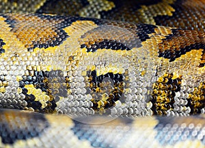 Burmese python skin