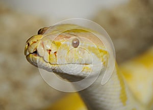 Burmese Python Snake