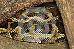 The burmese python is snake skin and animal pattern