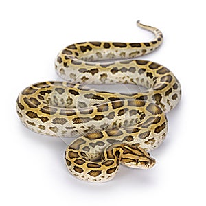 Burmese Python snake on white