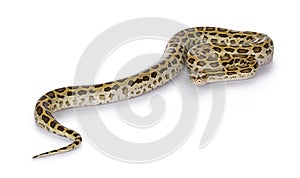 Burmese Python snake on white