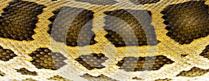 Burmese Python snake on white
