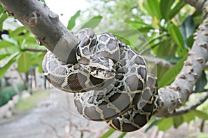 Burmese python. photo