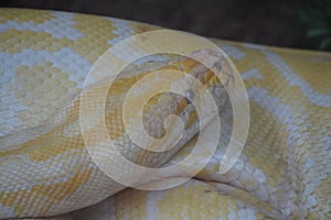 Burmese python looking out at the world