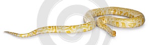 Burmese Python on white