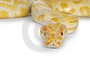 Burmese Python on white