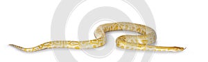 Burmese Python on white