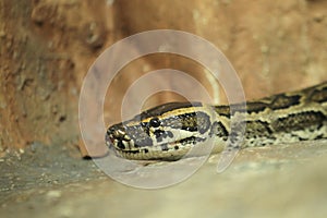 Burmese rock python