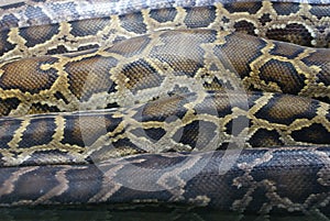 Burmese Rock Python - Python molurus