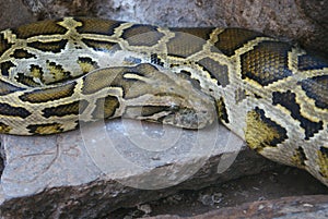 Burmese Rock Python - Python molurus