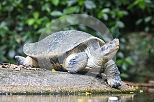 The Burmese roofed turtle (Batagur trivittata)