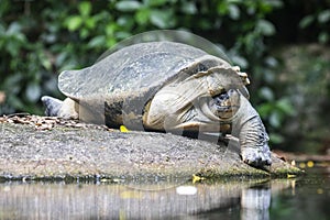 The Burmese roofed turtle (Batagur trivittata)