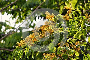 Burmese rosewood or angsana flowers blooming in summer