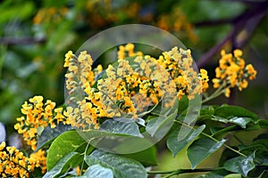 Burmese rosewood or angsana flowers blooming in summer