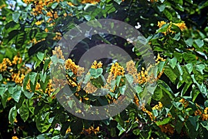 Burmese rosewood or angsana flowers blooming in summer photo