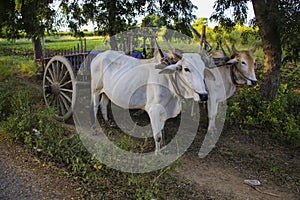 Burmese rural transportation with two oxen and wooden cart at Ba