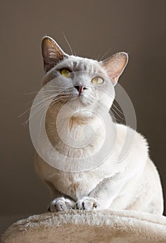 Burmese shorthair cat