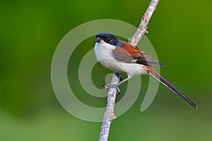 Burmese Shrike bird